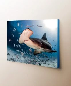 The Fishing Shop Sales 15 Thefishingshop Canvas Art Hammerhead