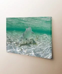 Thefishingshop Bonefish Canvas