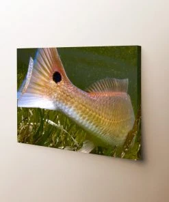Thefishingshop Fish Tail Canvas