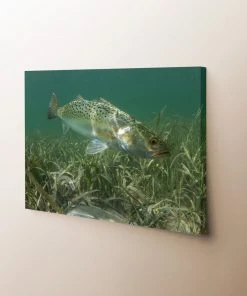 Thefishingshop Misty Waters Canvas Canvas Art
